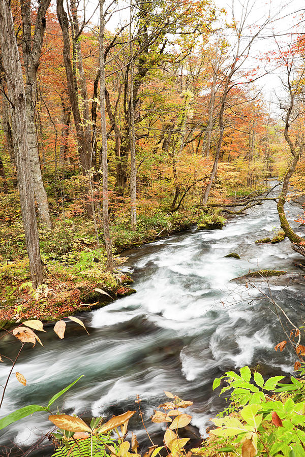Autumn Stream Photograph by Ooyoo