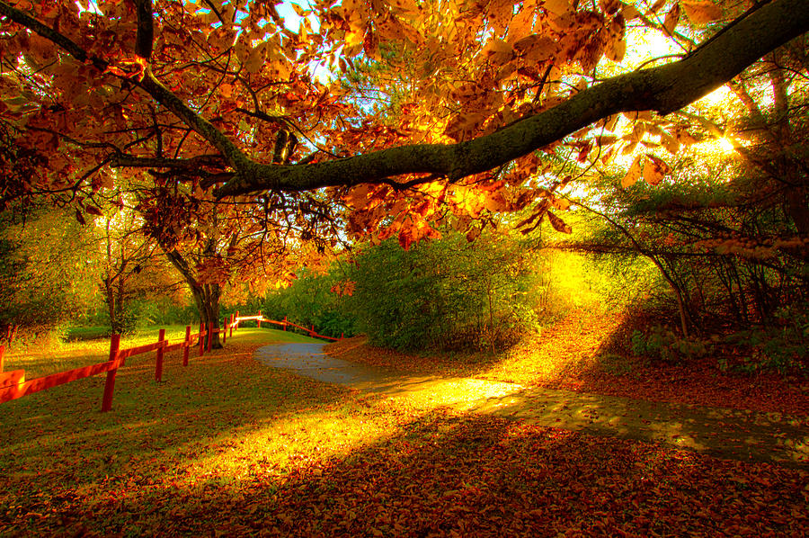 Autumn Stroll Photograph by Phil Koch