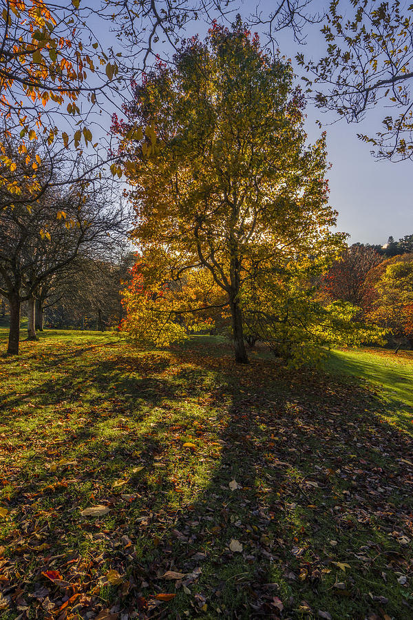 Autumn Stroll v3 Photograph by Ian Mitchell