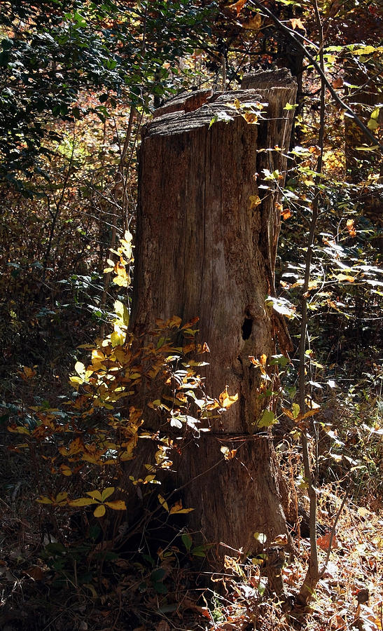 Autumn Stump Photograph by Karen Harrison Brown
