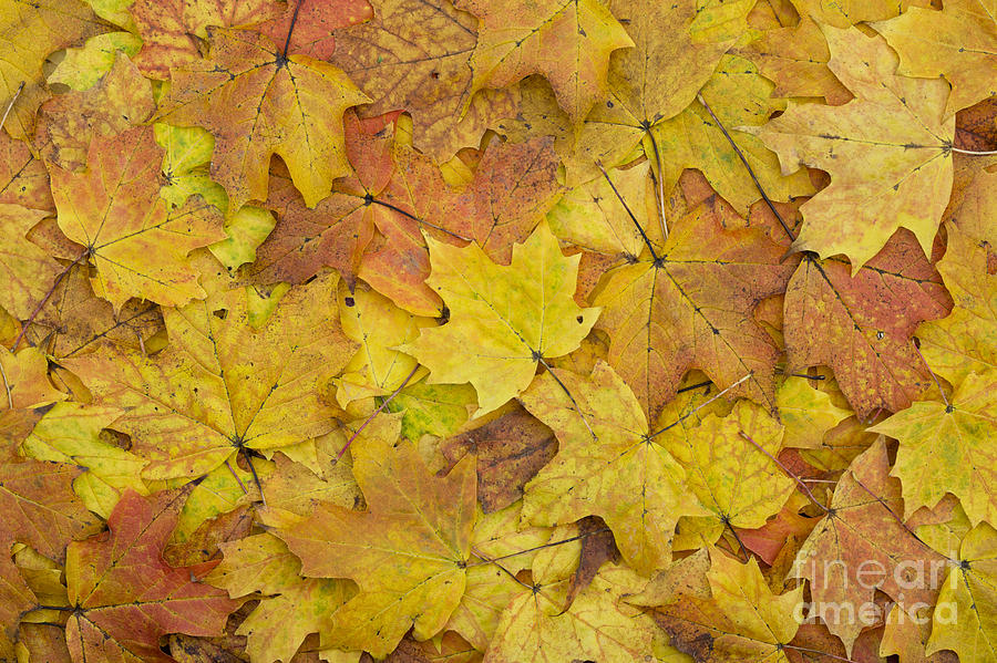 Pattern Photograph - Autumn Sugar Maple Leaves by Tim Gainey