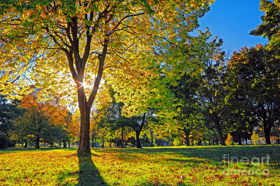 Tree Photograph - Autumn Sun by Charline Xia