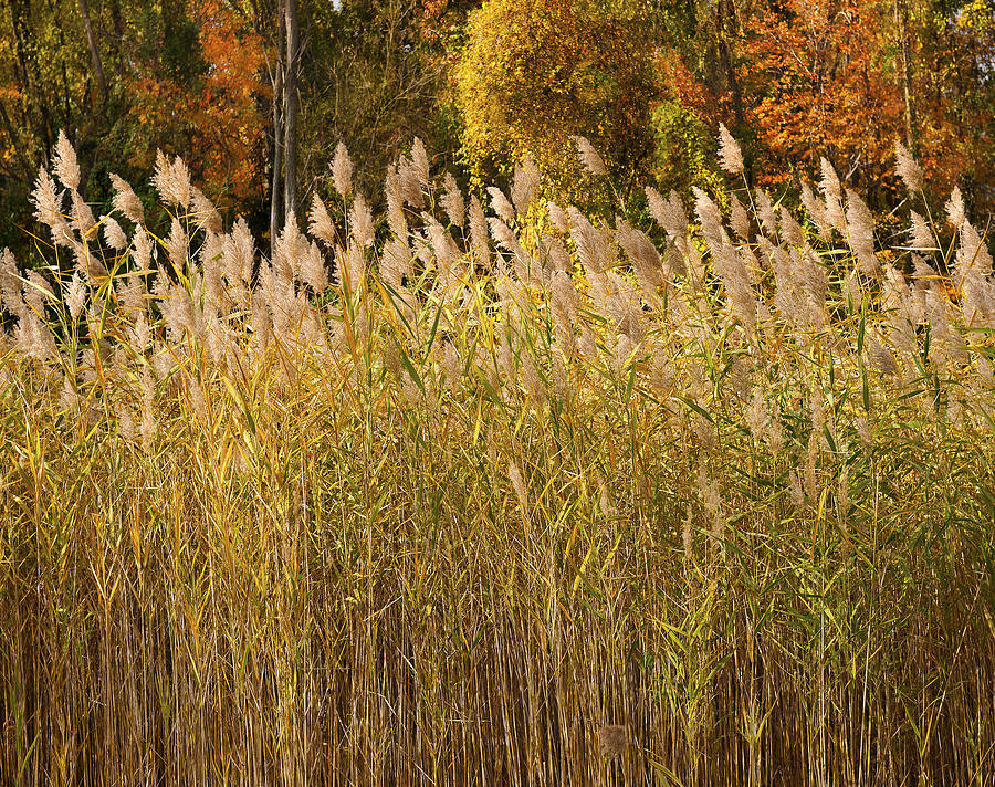 Autumn sunlight on marsh reeds Photograph by Marianne Campolongo
