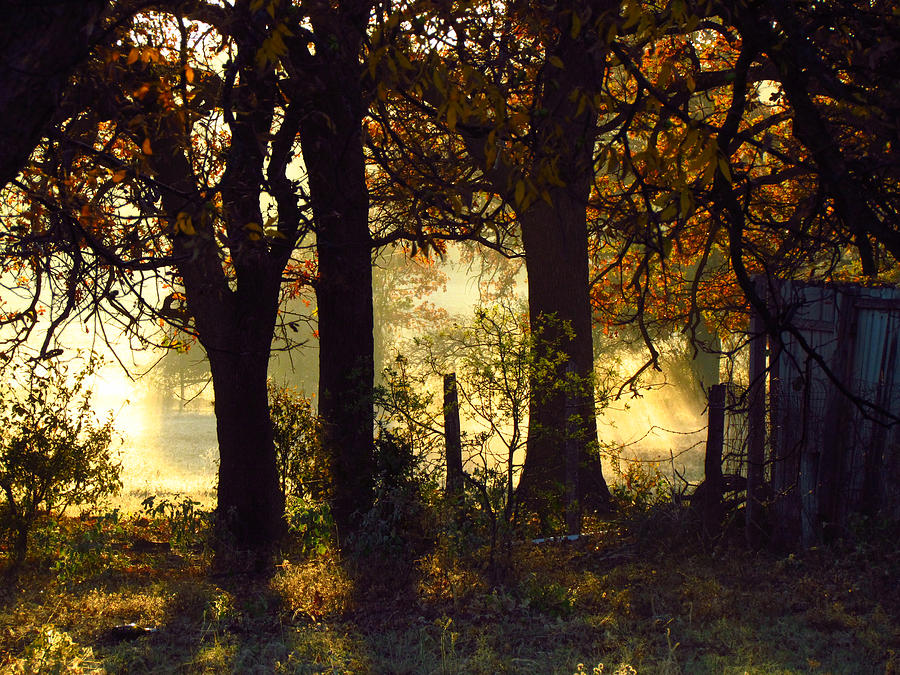 Autumn Sunrise Photograph by Shannon Story