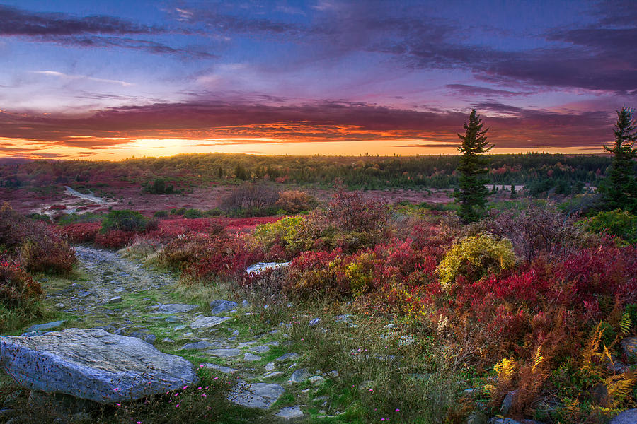 Autumn Sunset at Dolly Sods Photograph by Mary Almond
