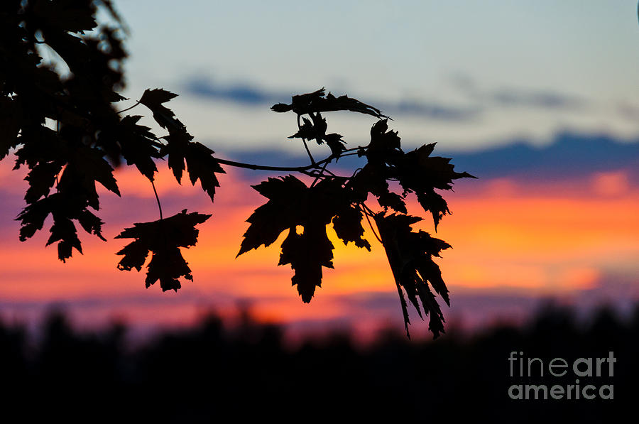 Autumn Sunset Photograph by Cheryl Baxter