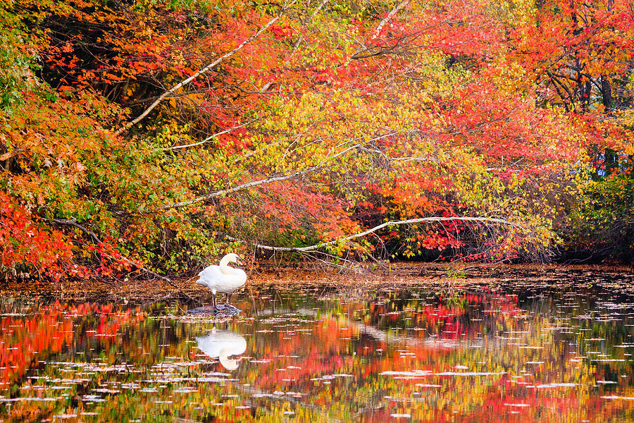Autumn Swan Photograph by Bryan Bzdula