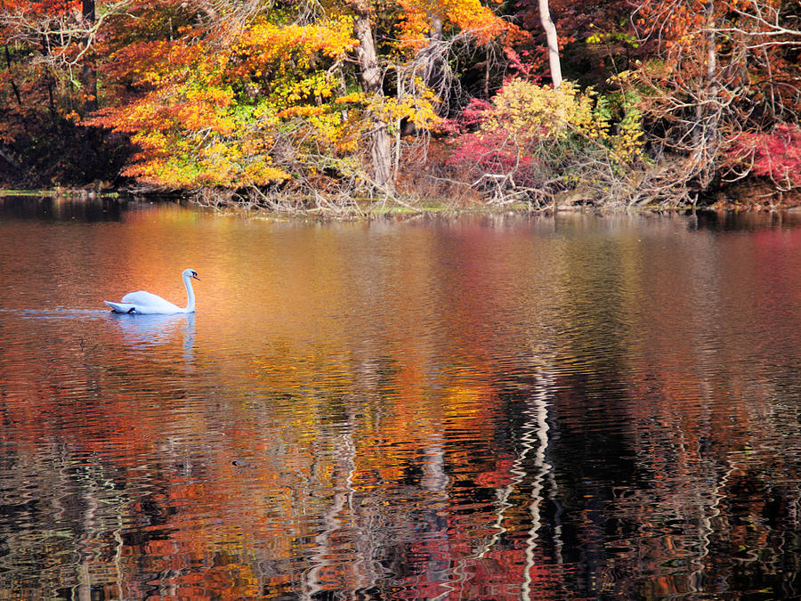 Autumn Swan Photograph by Jim DeLillo