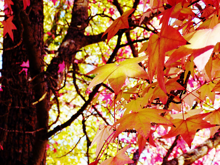 Autumn Sweet Gum Photograph by Pamela Patch