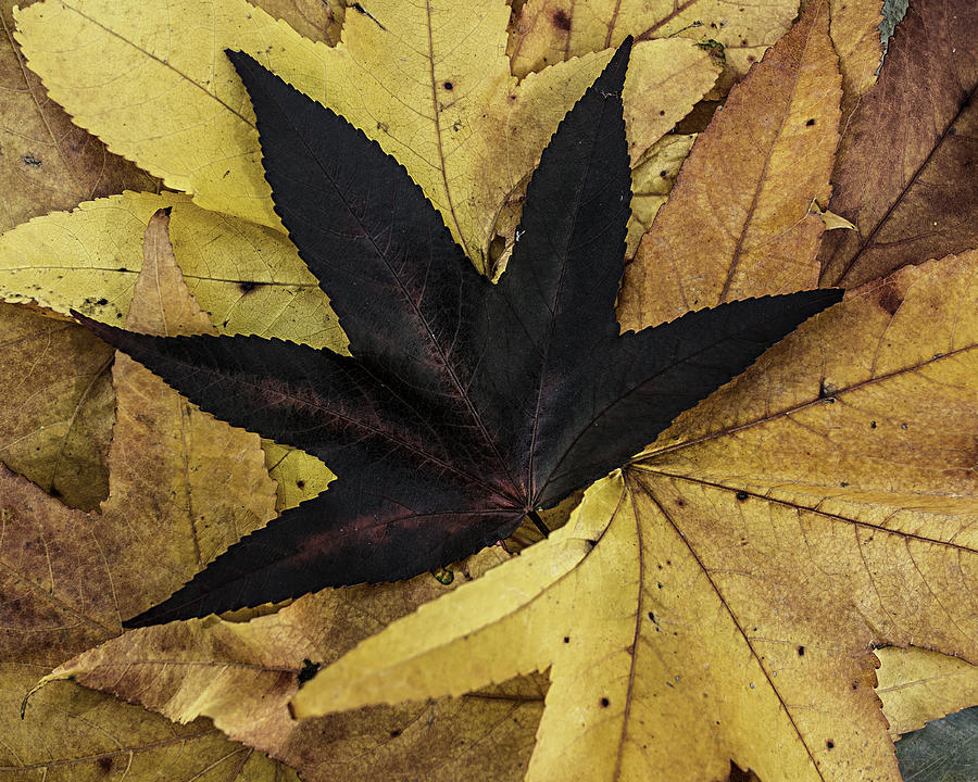 Autumn Sweetgum Photograph by Phil Abrams