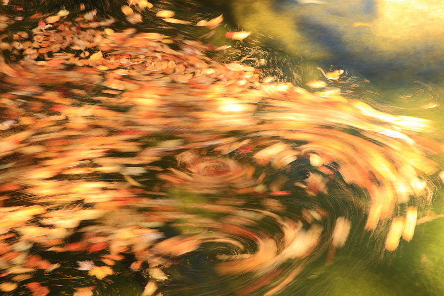 Autumn Swirl Photograph by Roupen Baker