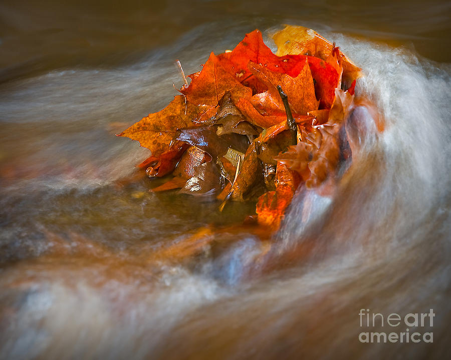 Fall Photograph - Autumn Swirls by Susan Candelario