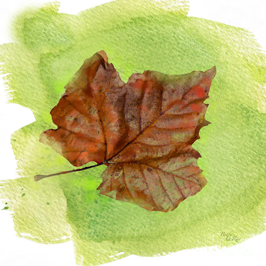 Autumn Sycamore Leaf Photograph by Betty LaRue