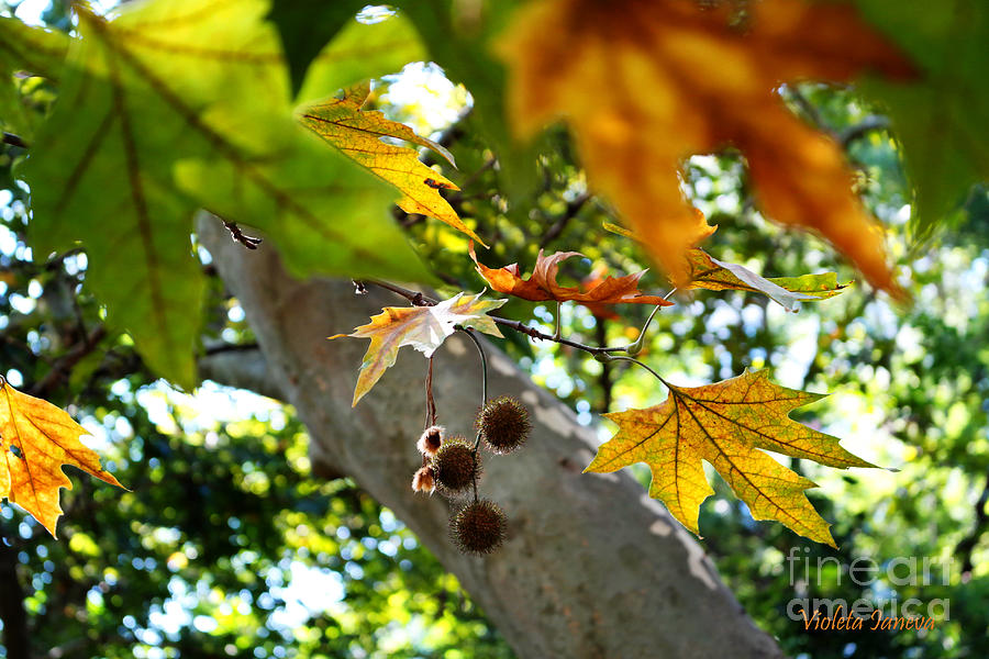Fruit Photograph - Autumn Sycamore Leaves by Violeta Ianeva