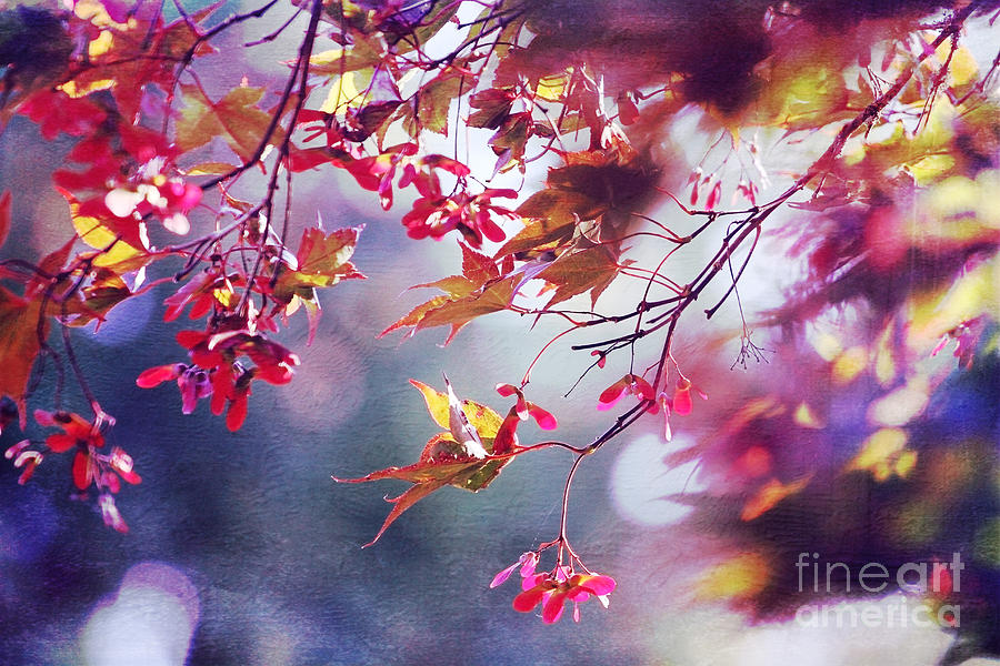 Autumn Photograph by Sylvia Cook