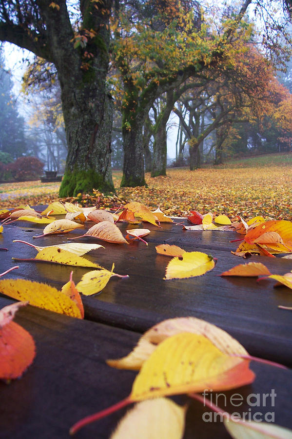 Autumn Table Photograph by Maria Janicki