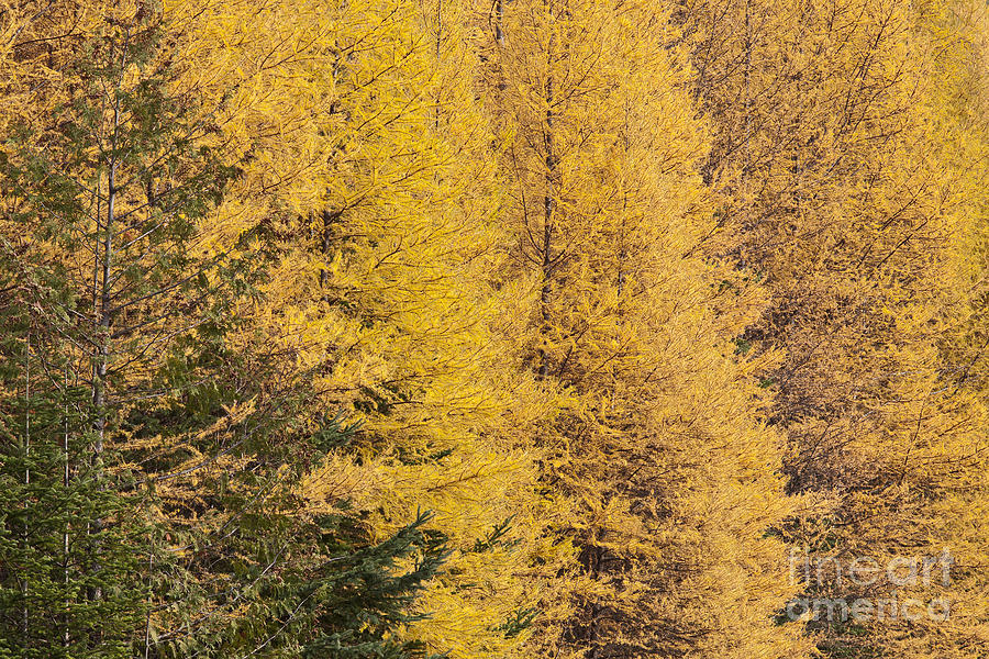 Autumn Tamaracks Photograph by Alan L Graham