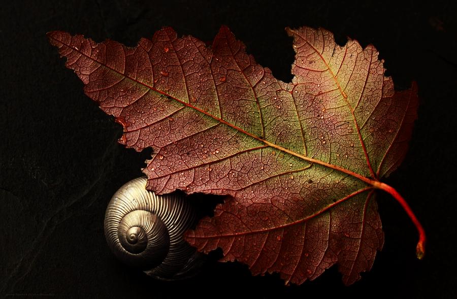 Autumn Tapestry Photograph by Chrystyne Novack