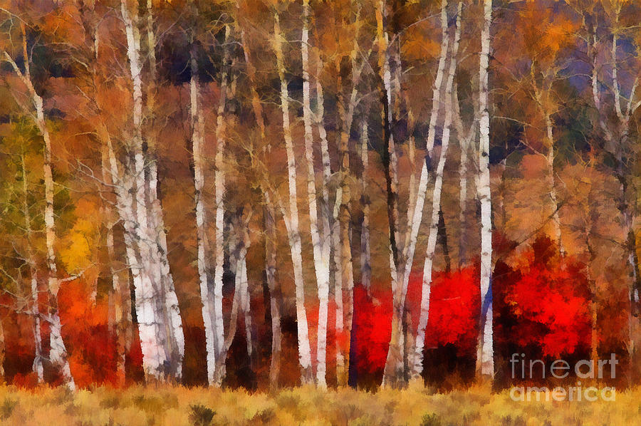 Autumn Tapestry Photograph by Clare VanderVeen
