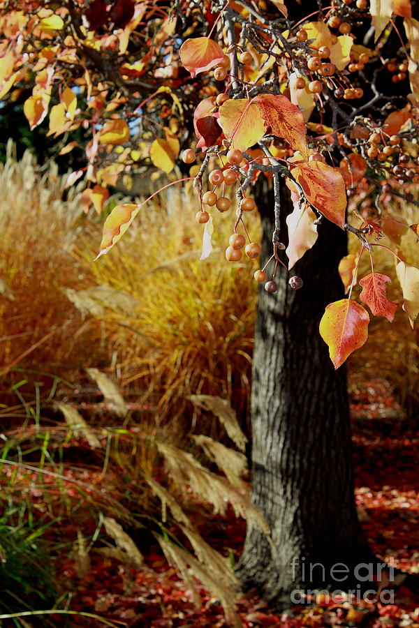 Autumn  Photograph by Theresa Ramos-DuVon
