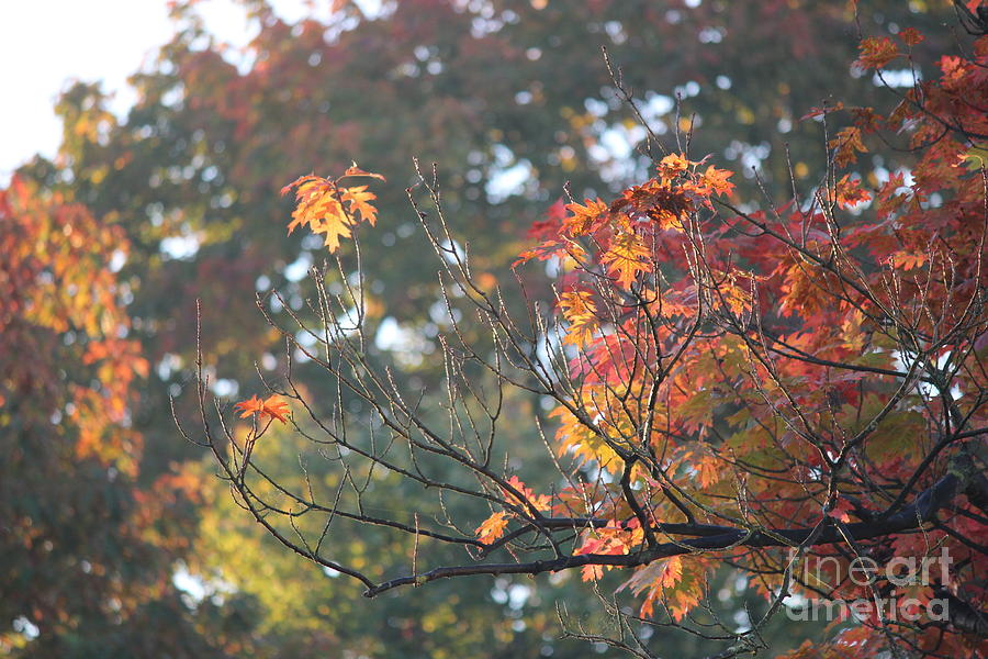 Autumn Time Photograph