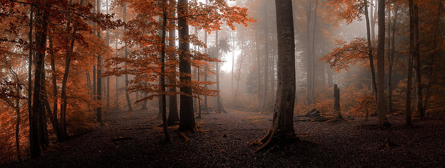 Autumn Photograph by Tom Meier