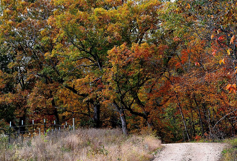 Autumn Trail 2 Photograph by Deena Stoddard