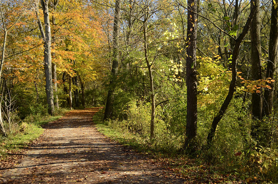 Autumn Trail Photograph by Ann Bridges