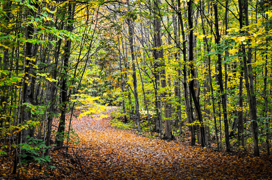 Autumn Trail Photograph by Douglas Pike