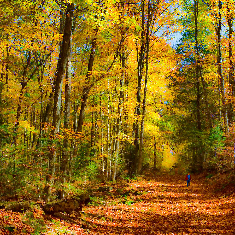 Autumn Trail Photograph