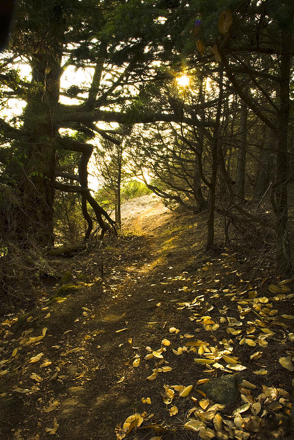 Autumn Trail in Woods Photograph by Yulia Kazansky