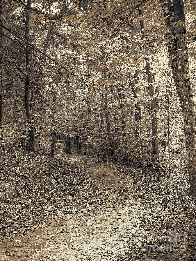 Autumn Trail Photograph by Jeff Breiman
