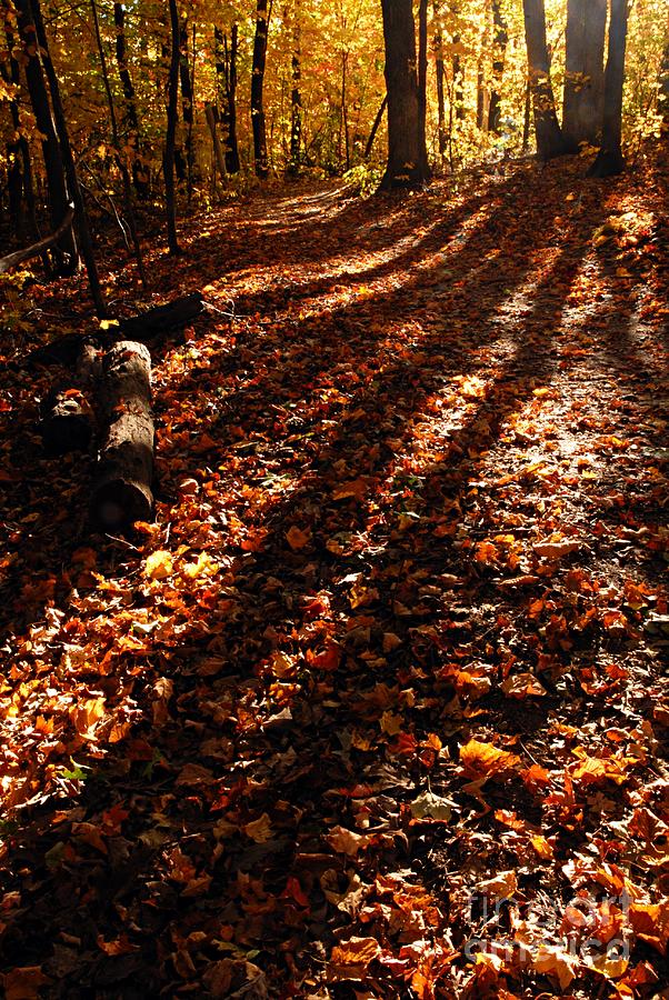 Autumn Trail Photograph by Larry Ricker