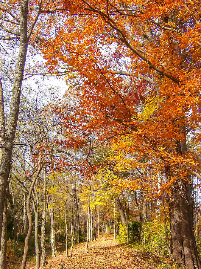 Autumn Trail Photograph by Marc Crumpler
