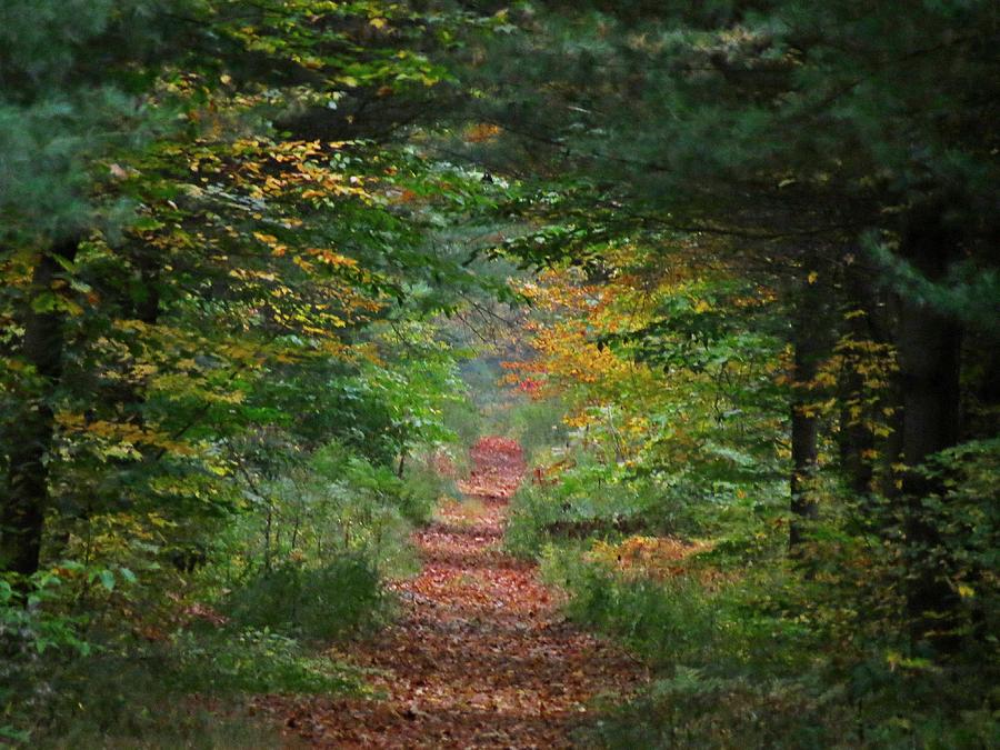 Autumn Trail Photograph by MTBobbins Photography