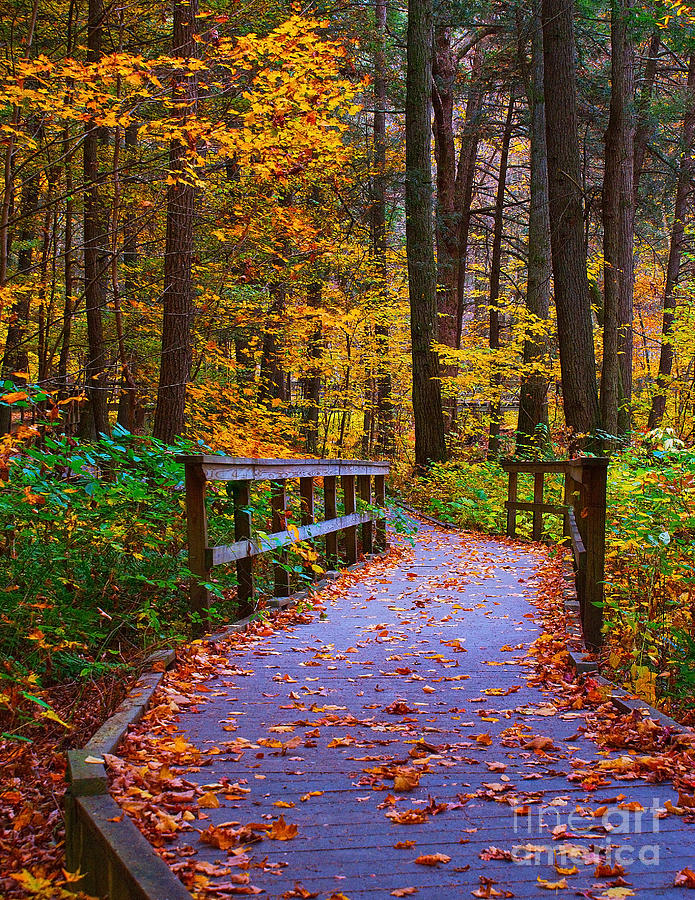 Autumn Trail Photograph by Nick Zelinsky Jr