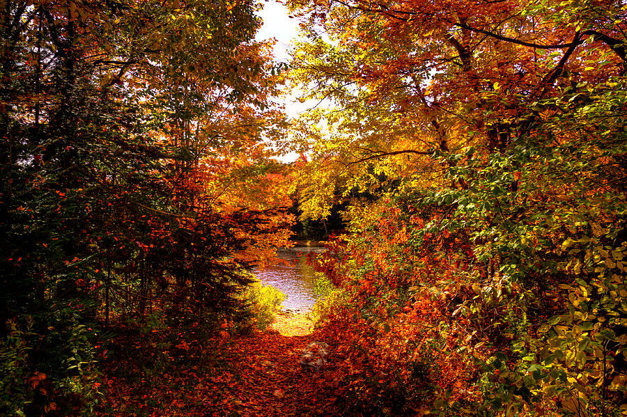 Autumn Trail to the Moose River Photograph by David Patterson