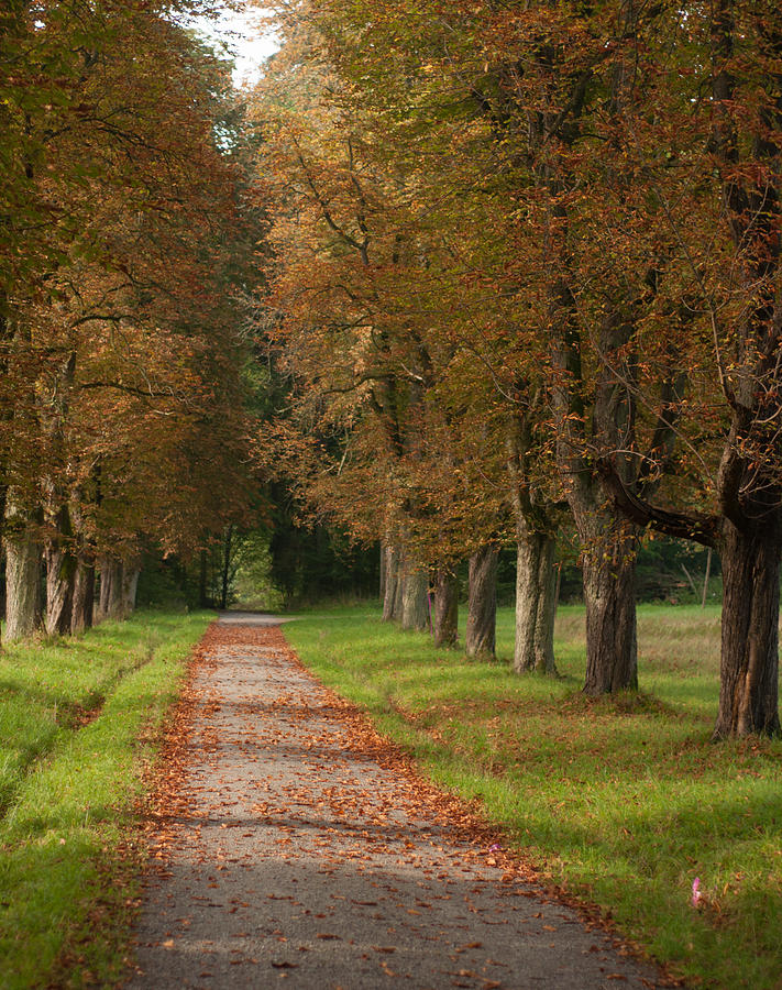 Autumn Trails Photograph by Miguel Winterpacht
