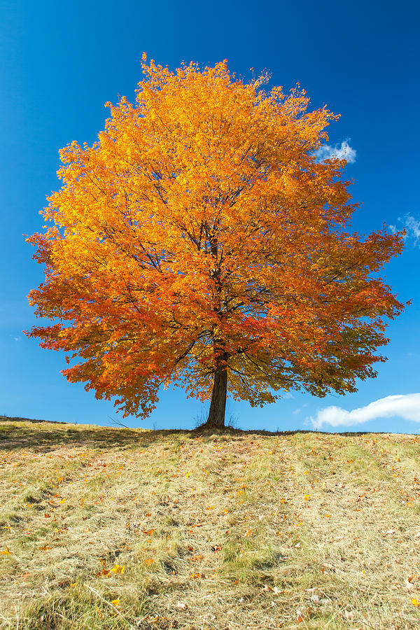 Fall Photograph - Autumn Tree - 1 by Jatin Thakkar