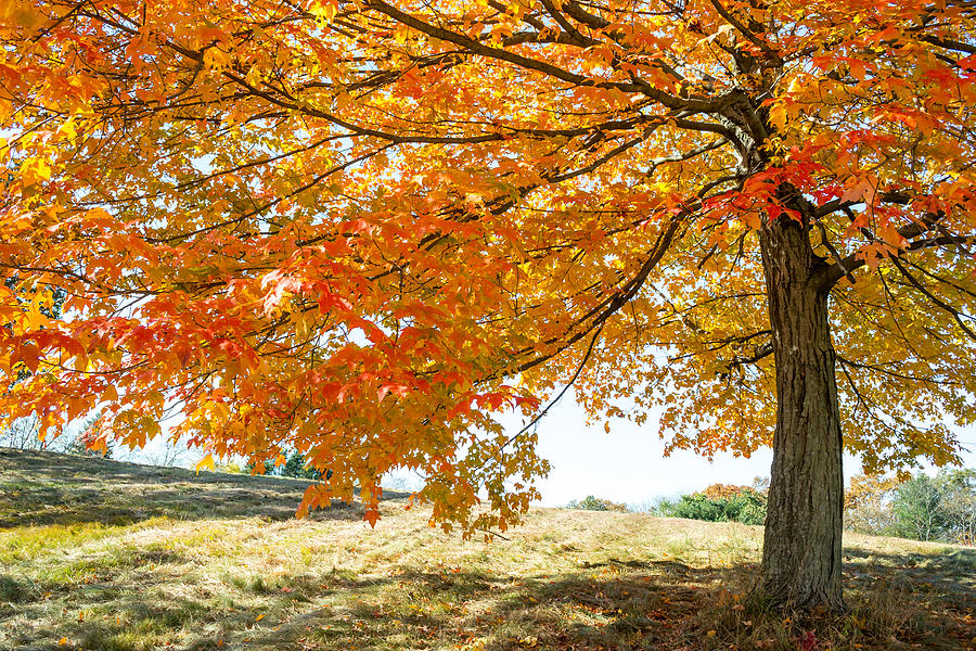 Fall Photograph - Autumn Tree - 2 by Jatin Thakkar