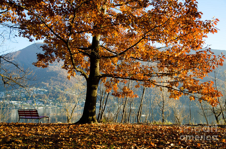 Autumn tree and bench Photograph by Mats Silvan