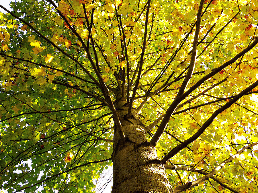 Autumn Tree Canopy Photograph by Shawna Rowe