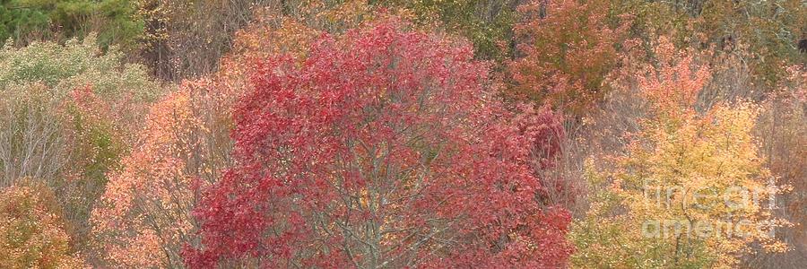 Autumn Tree Colours Photograph by Anita Adams