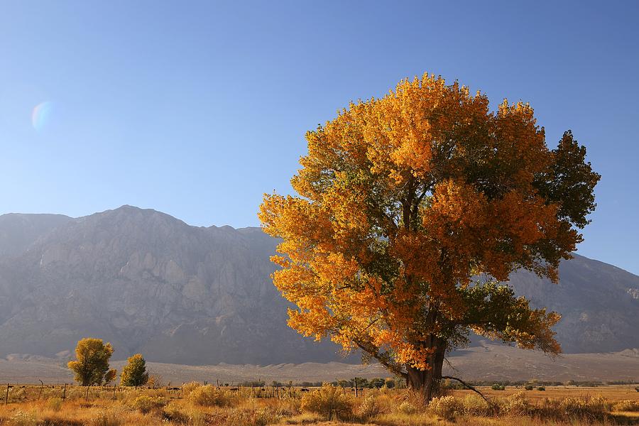 Tree Photograph - Autumn Tree by David Winge