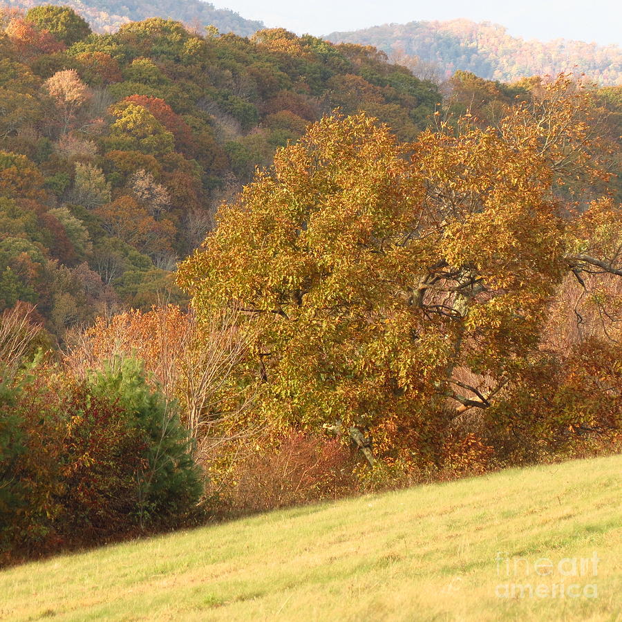 Autumn Tree in Splendor Photograph by Anita Adams
