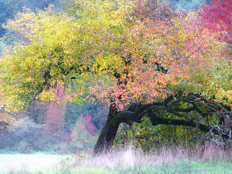 Autumn Tree Photograph by Lori Seaman
