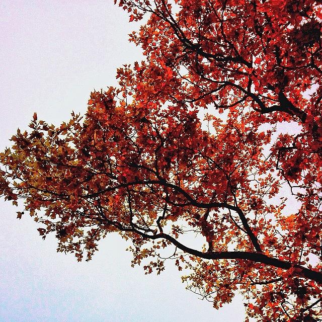 Autumn Tree Oct13 Photograph by Audrey Park