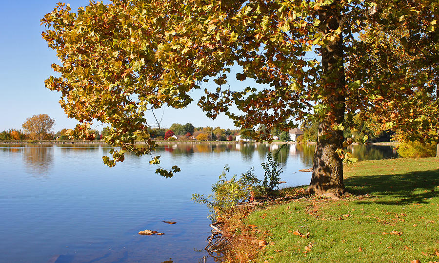 Autumn Tree on the Lake Photograph by Ellen Tully