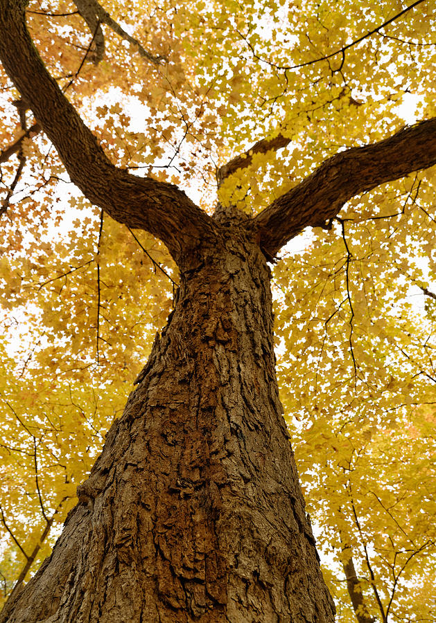 Fall Photograph - Autumn Tree by Peter Lakomy