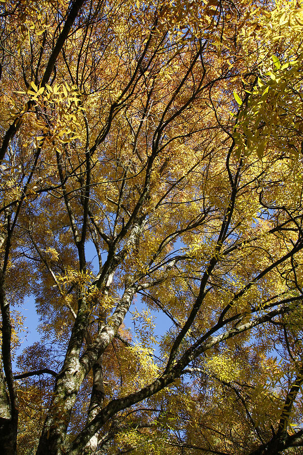 Autumn tree Photograph by Steve Ball